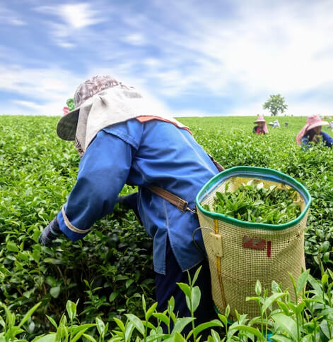 Ecomatt Farm - Kwekwe Zimbabwe